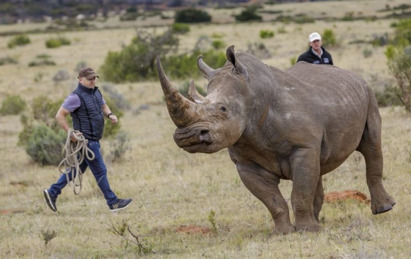 Зачем мужик схватил носорога за хвост