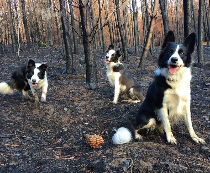 Три бордер-колли помогают возродить лес после пожаров