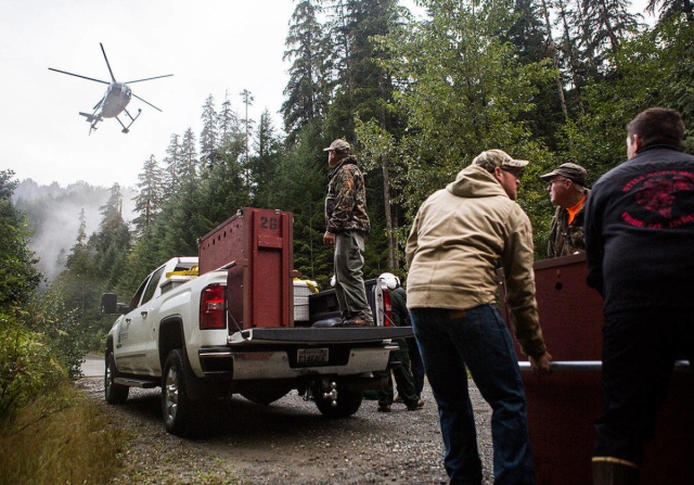 Транспортировка коз из национального парка при помощи вертолета