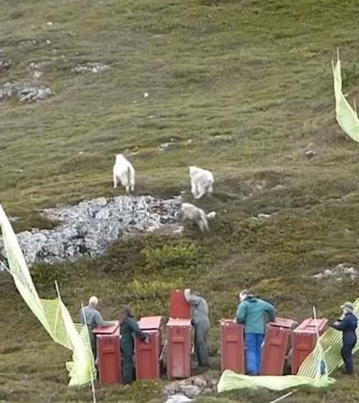 Транспортировка коз из национального парка при помощи вертолета