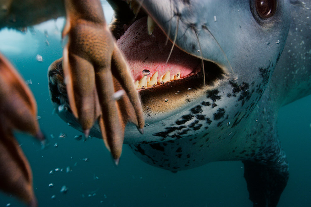 Воздух, земля и море от National Geographic