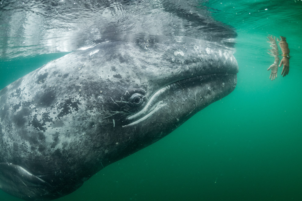 Воздух, земля и море от National Geographic