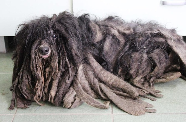 Зоозащитники спасли собаку, которая превратилась в комок шерсти
