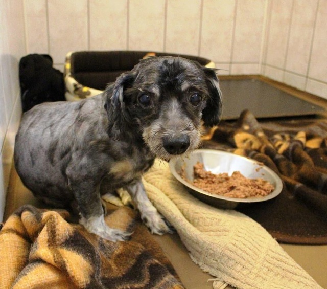 Зоозащитники спасли собаку, которая превратилась в комок шерсти