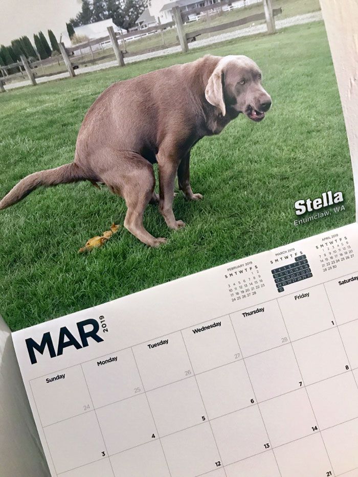 Календарь с гадящими собаками на 2019 год