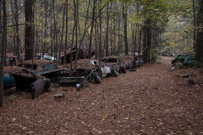 Стоянка старых автомобилей в лесу