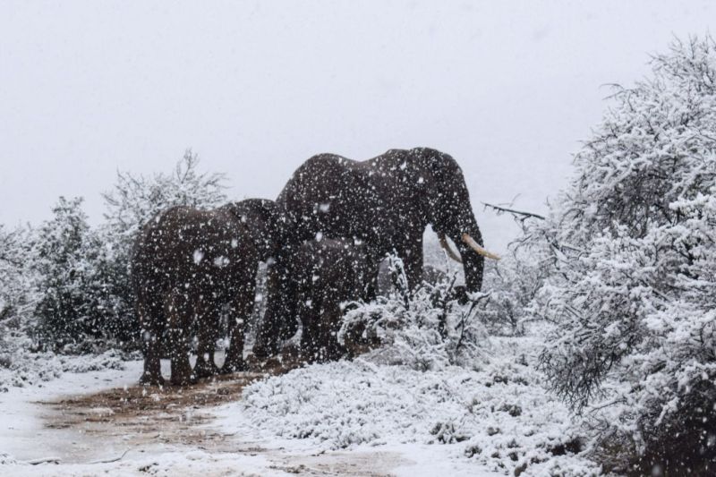В Африке жирафов, слонов и антилоп замело снегом
