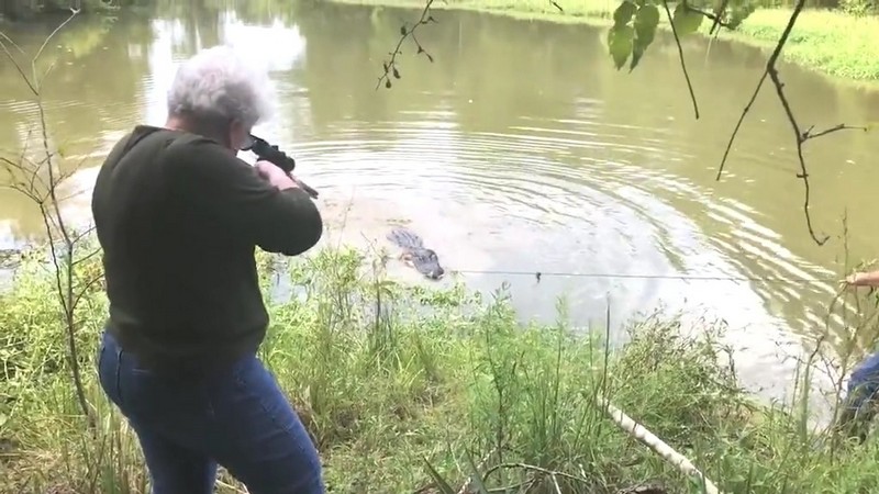 Бабушка застрелила аллигатора, который съел её пони