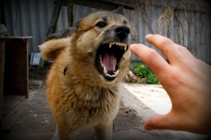 Как вести себя в случае нападения собаки