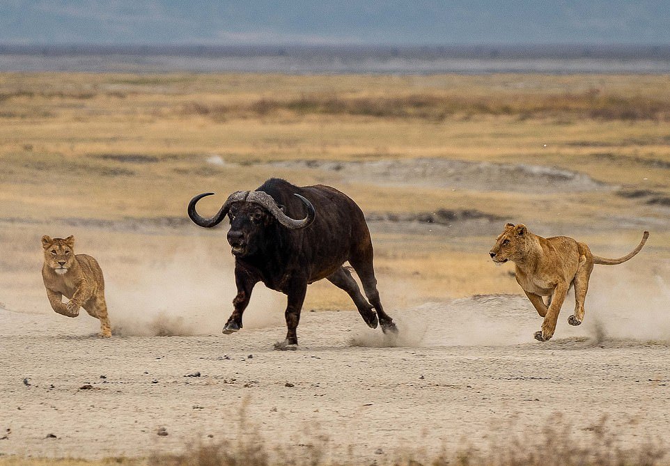 Львицы напали на буйвола, чтобы обучить своих малышей охотиться