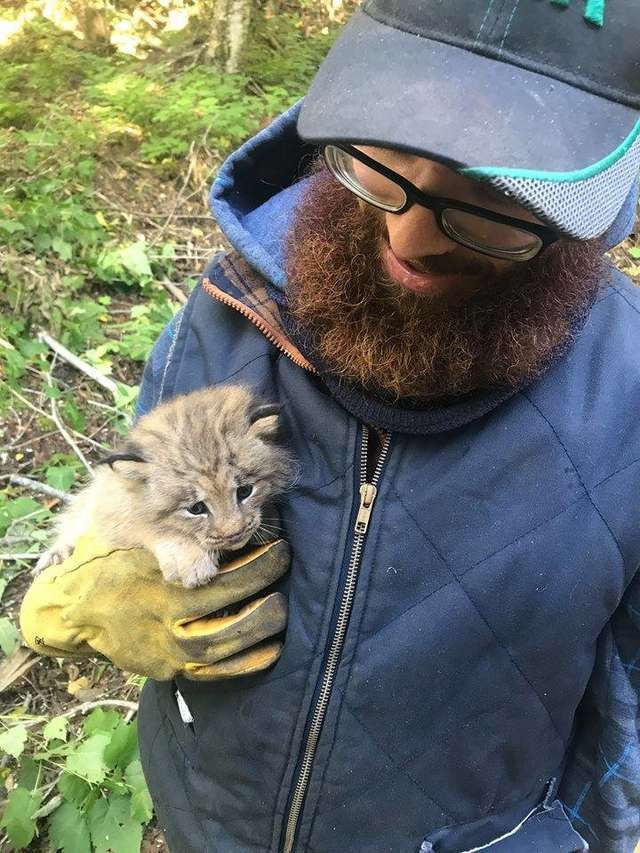 Велосипедист спас в лесу рысь, поначалу приняв ее за котенка