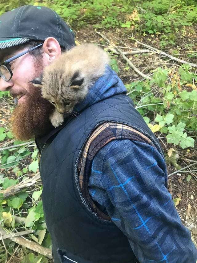 Велосипедист спас в лесу рысь, поначалу приняв ее за котенка