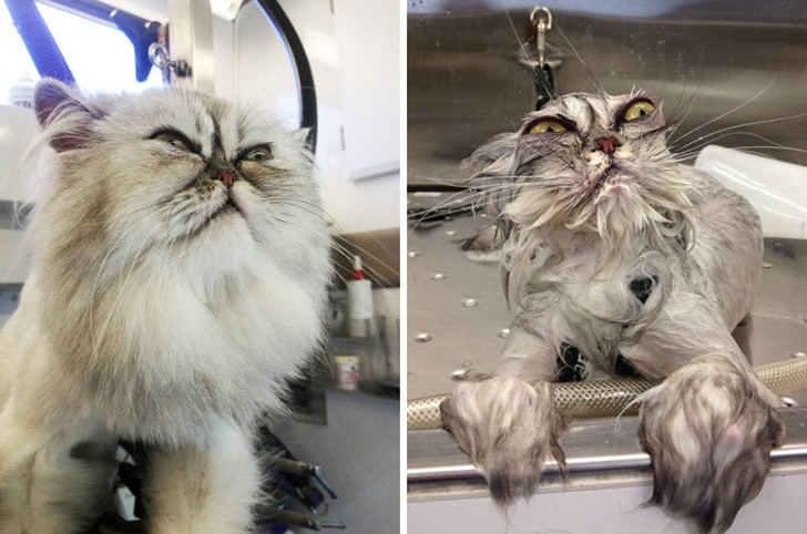 8 котов до и после помывки
