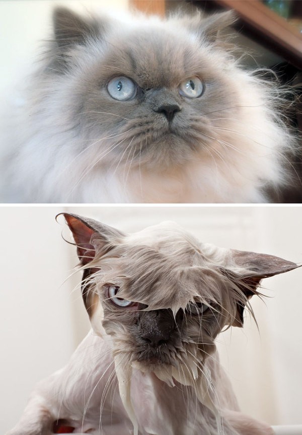 8 котов до и после помывки