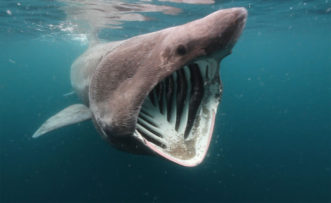 Устрашающие акулы из морских глубин