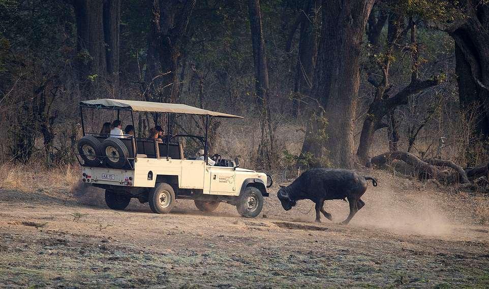 Злой буйвол напал на джип с туристами