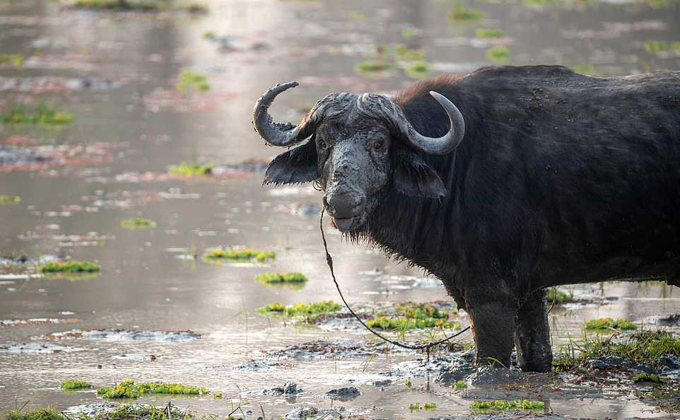 Злой буйвол напал на джип с туристами