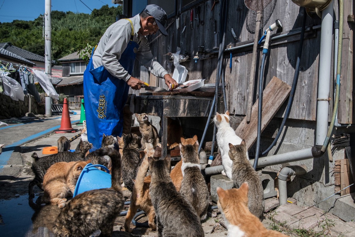 Кошки расплодились на острове Аосима в Японии