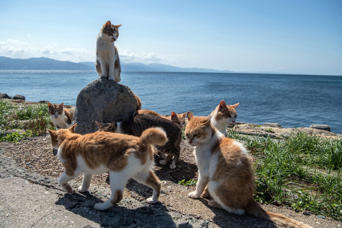 Остров Тасиро остров кошек