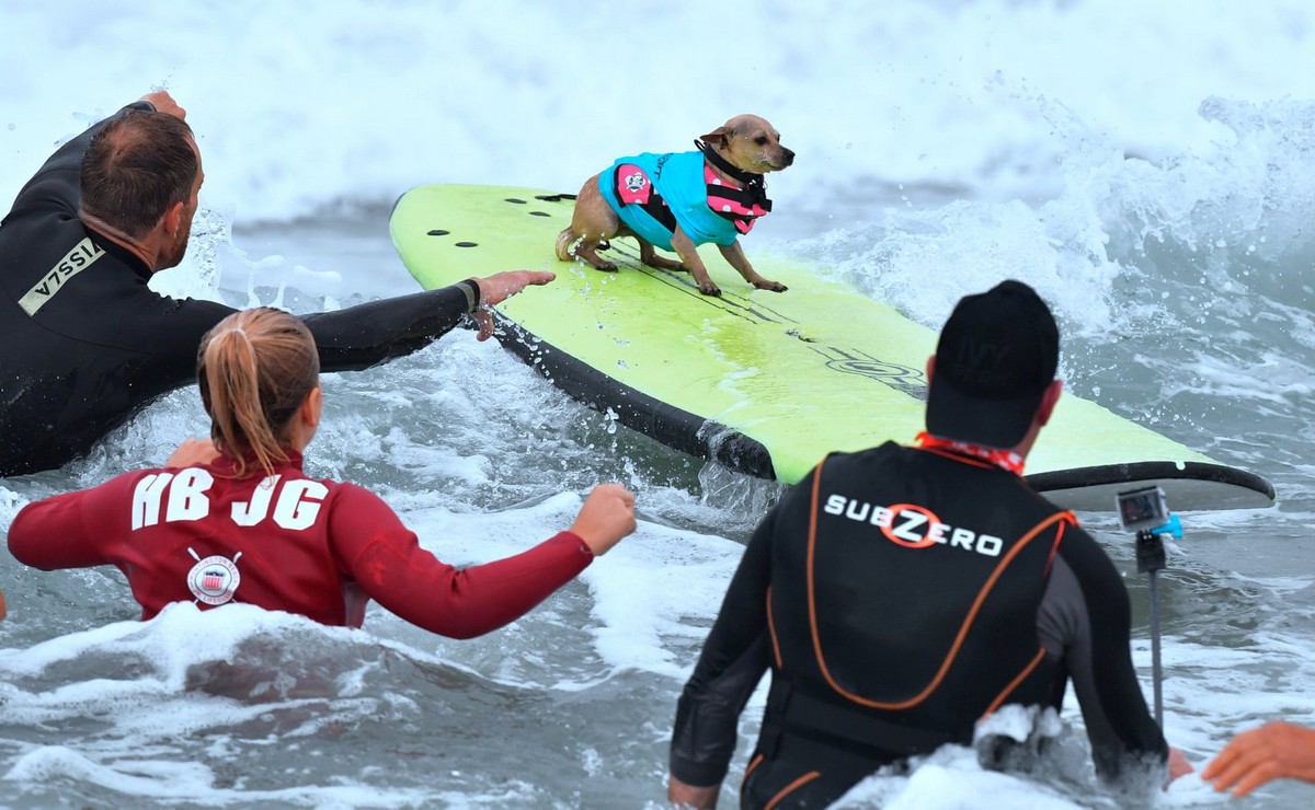 Соревнования по серфингу среди собак 2018