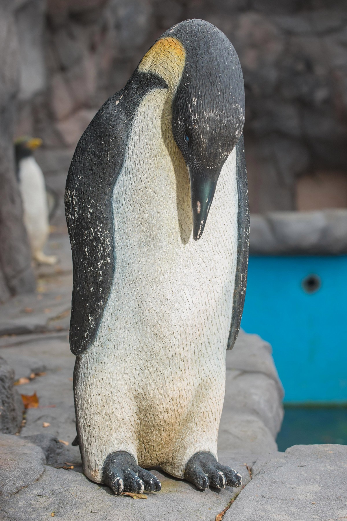Британский зоопарк заселил пингвинарий пластиковыми птицами