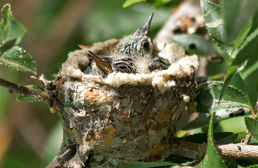 Хроника гнезда колибри длинною в 6 недель