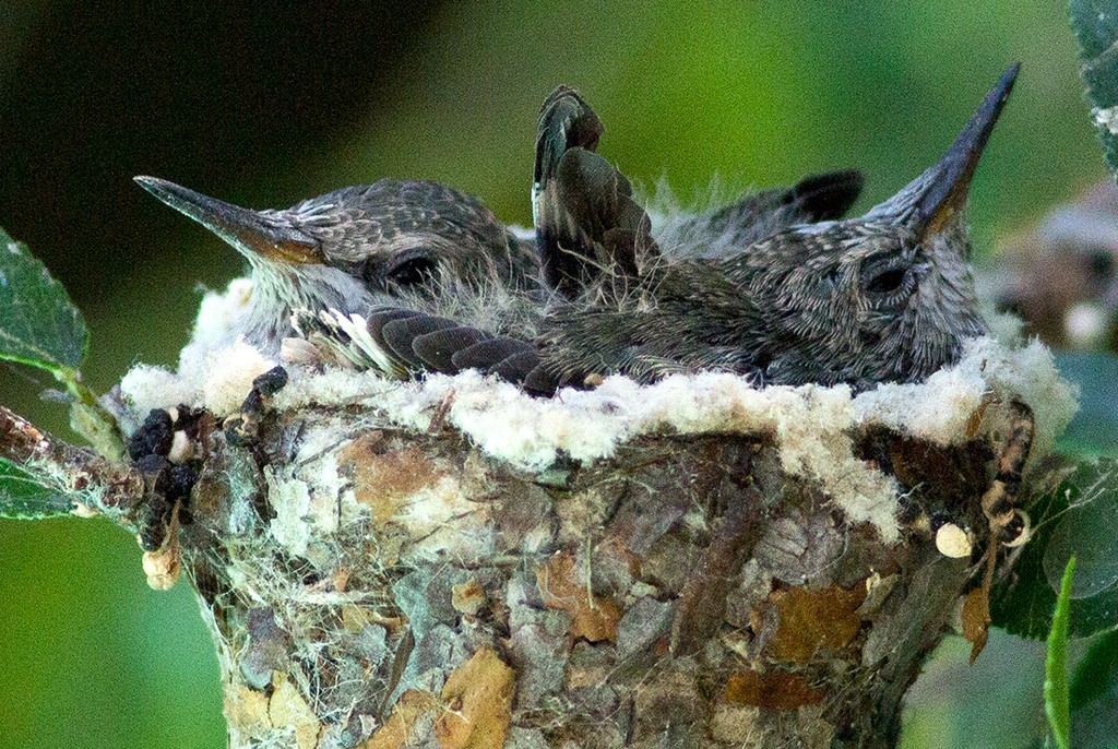 Хроника гнезда колибри длинною в 6 недель