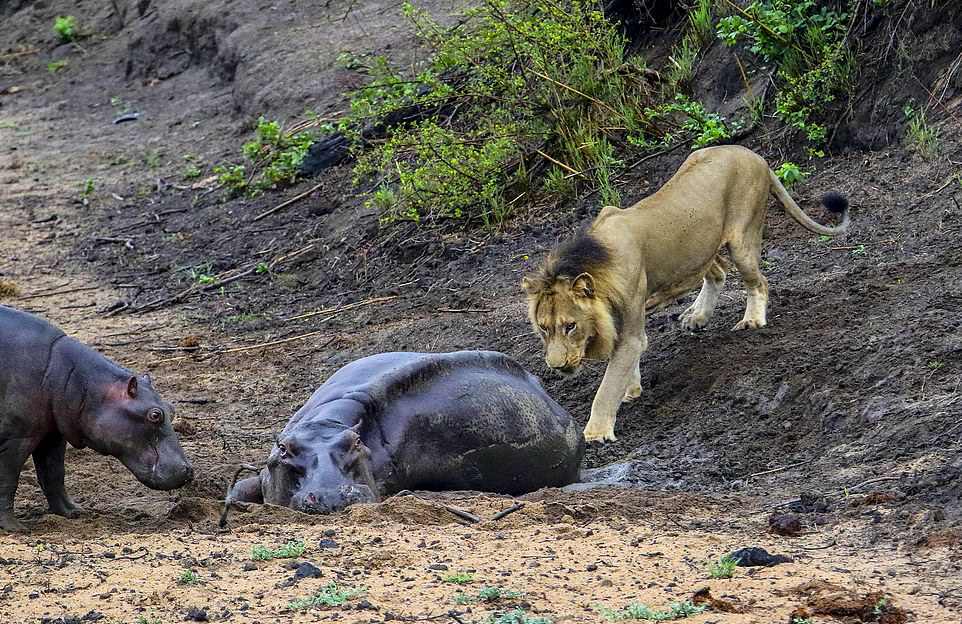 Бегемотик защищал маму от голодного льва, но это не помогло