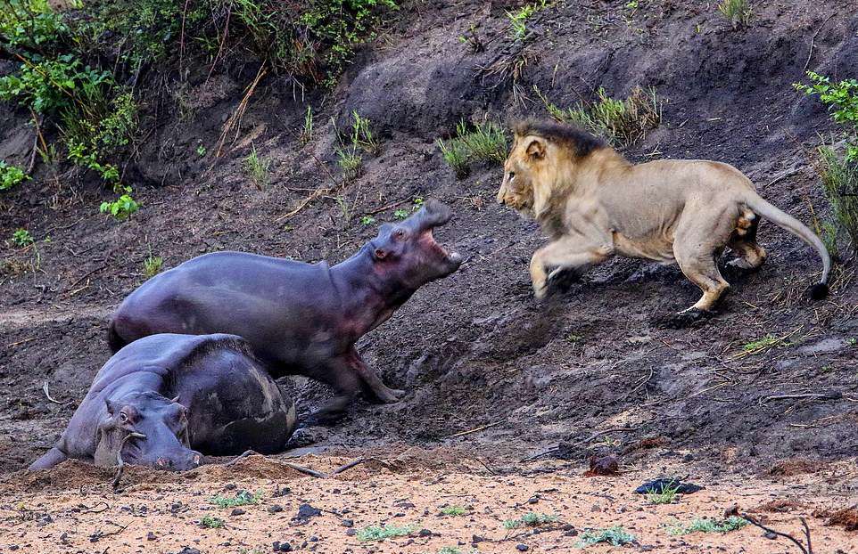 Бегемотик защищал маму от голодного льва, но это не помогло