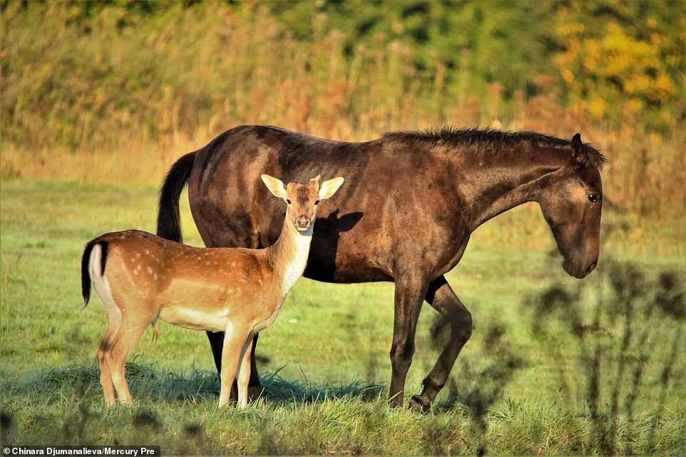 Трогательная дружба осиротевшего олененка и семьи лошадей