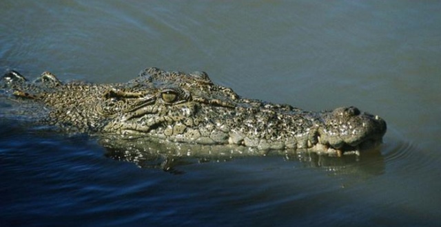 Как выглядит крокодил под водой