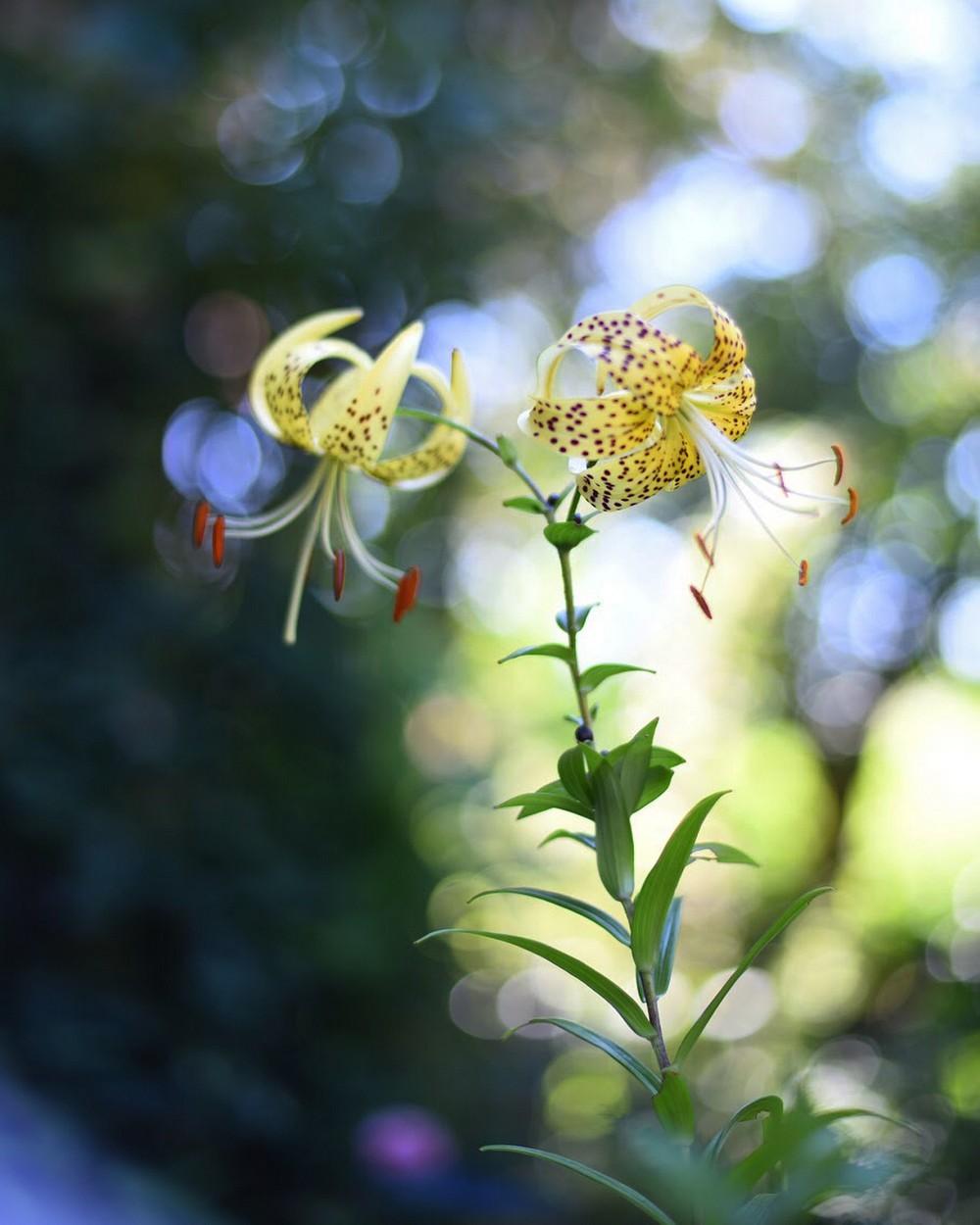 Растения, цветы и насекомые на снимках Каору Тай