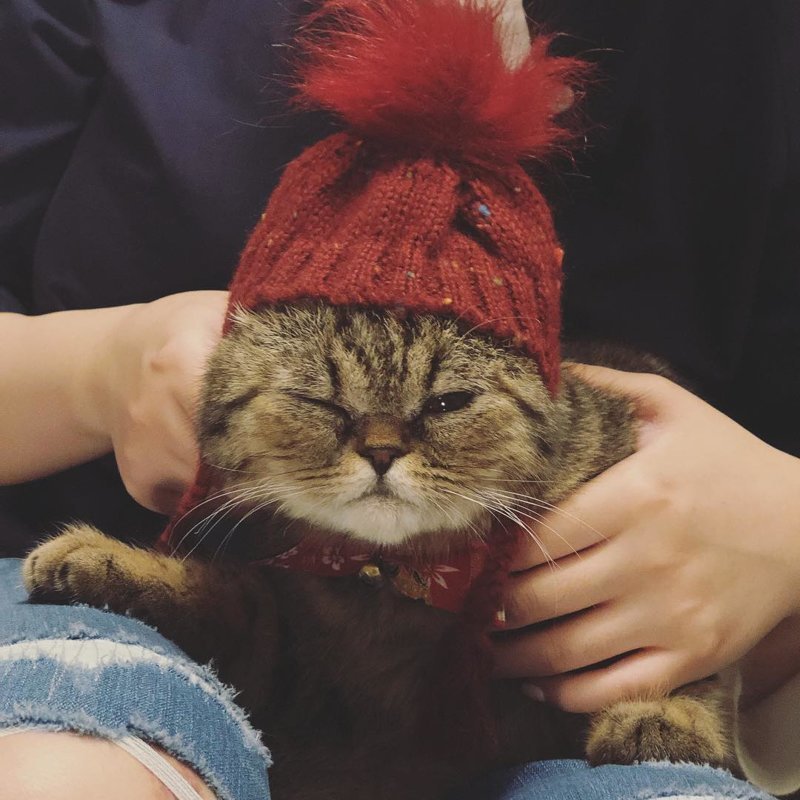 Милые котики в маленьких шапках и шляпах