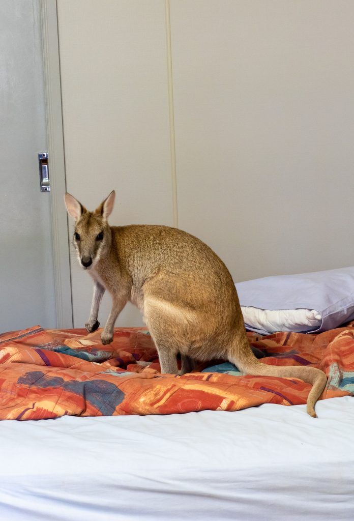 В Австралии валлаби забрался в дом и выспался в постели