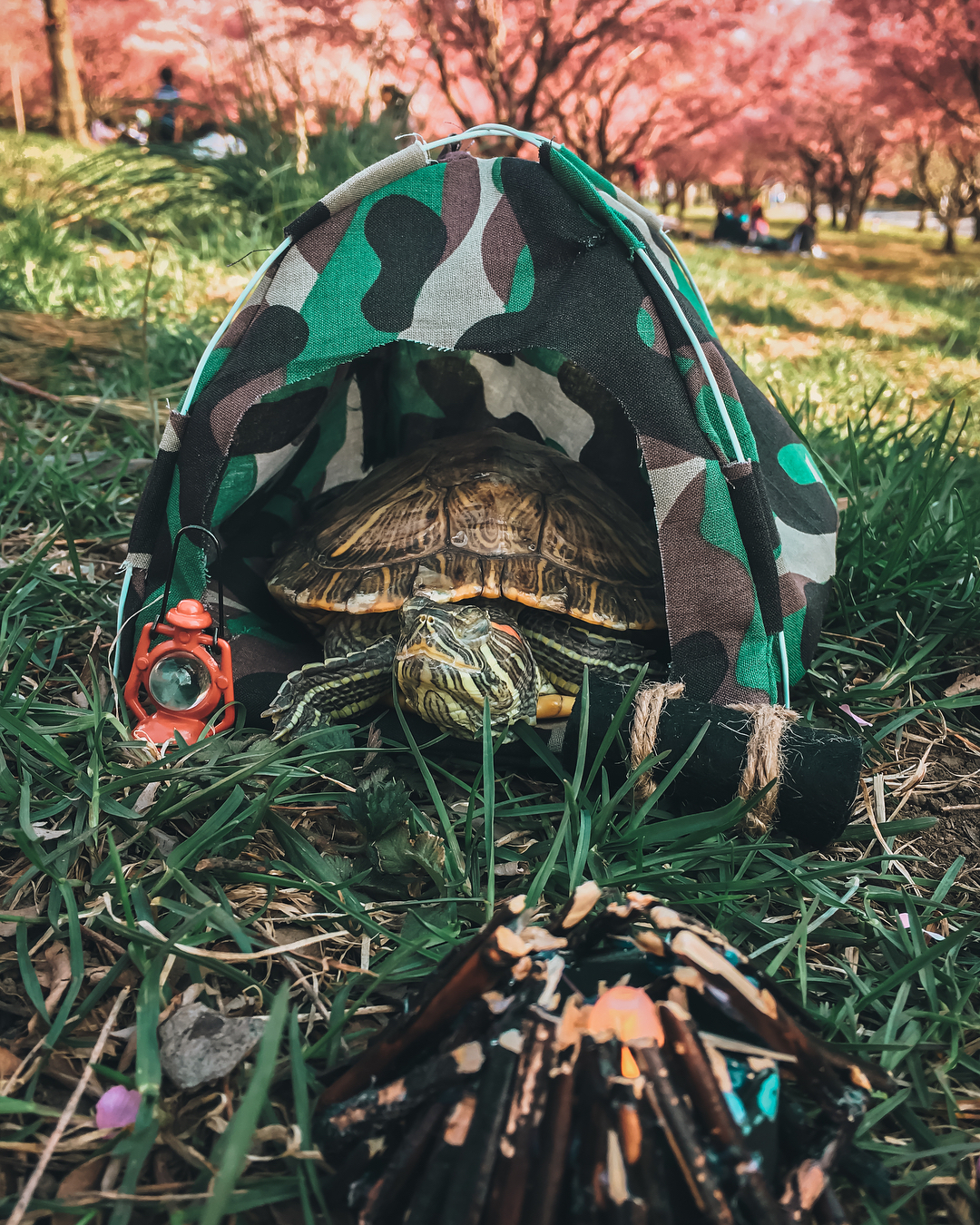 Приключения пары черепах на снимках в Instagram