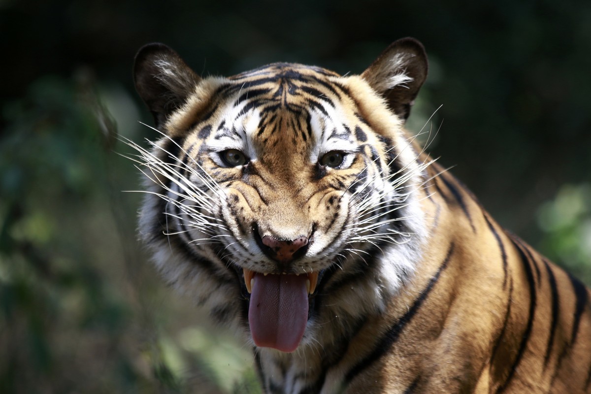 Индонезийская учительница уже 10 лет живет с тигрицей