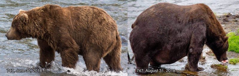 Медведи Аляски располнели к зиме