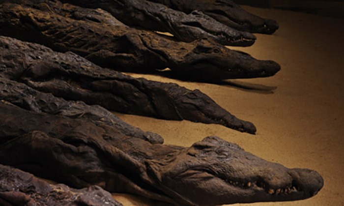 Обожествление крокодилов в Древнем Египте