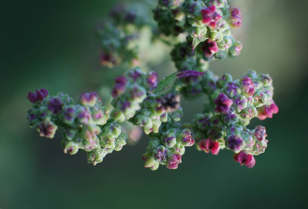 Фотографии цветов от Рэнди Нюстрём