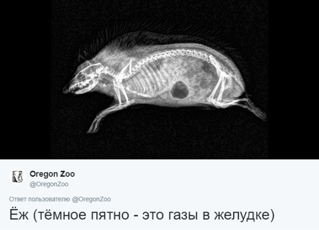 Интересные рентгеновские снимки различных животных