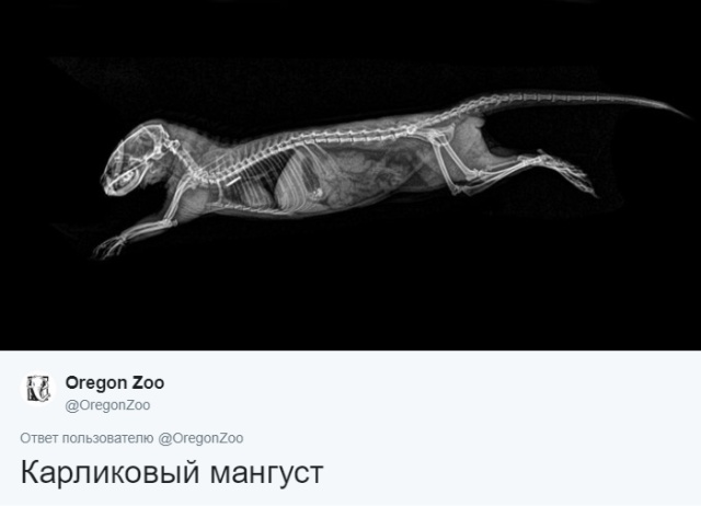 Интересные рентгеновские снимки различных животных