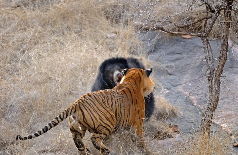 Медведица дала отпор тиграм, защищая своих медвежат