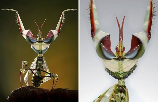 Одни из самых необычных насекомых
