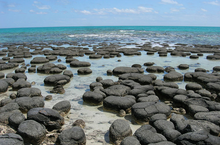 Строматолиты - живые камни