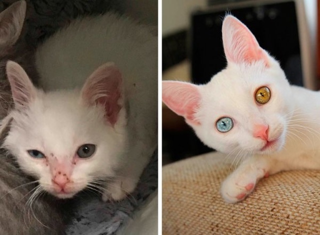 Животные, которые нашли новый дом: до и после