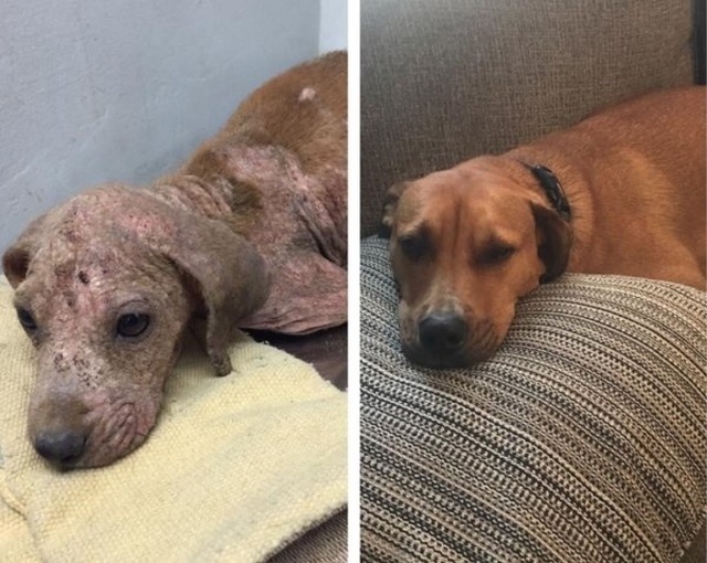 Животные, которые нашли новый дом: до и после
