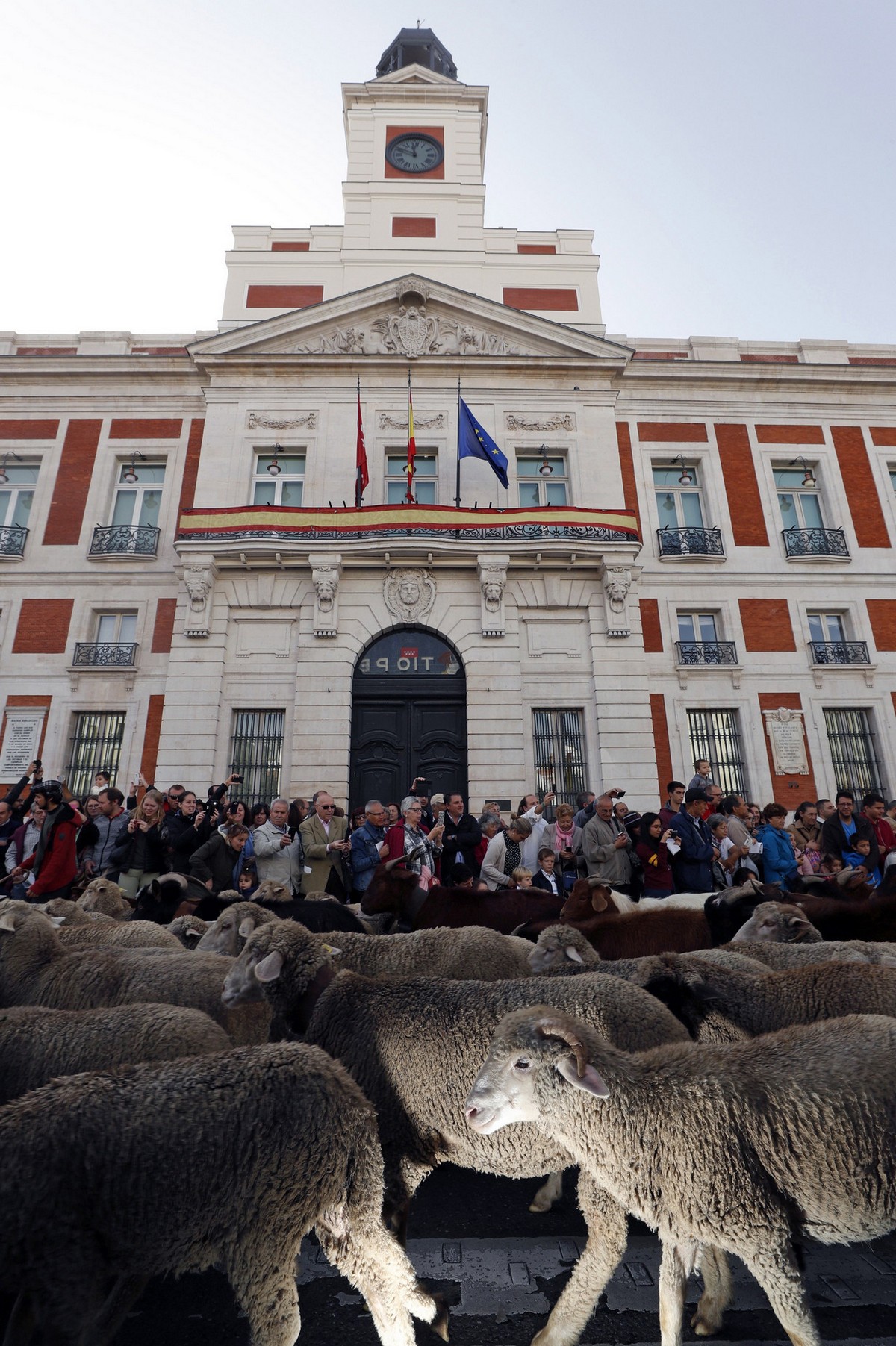 Сотни баранов в центре Мадрида на фестивале перегона скота