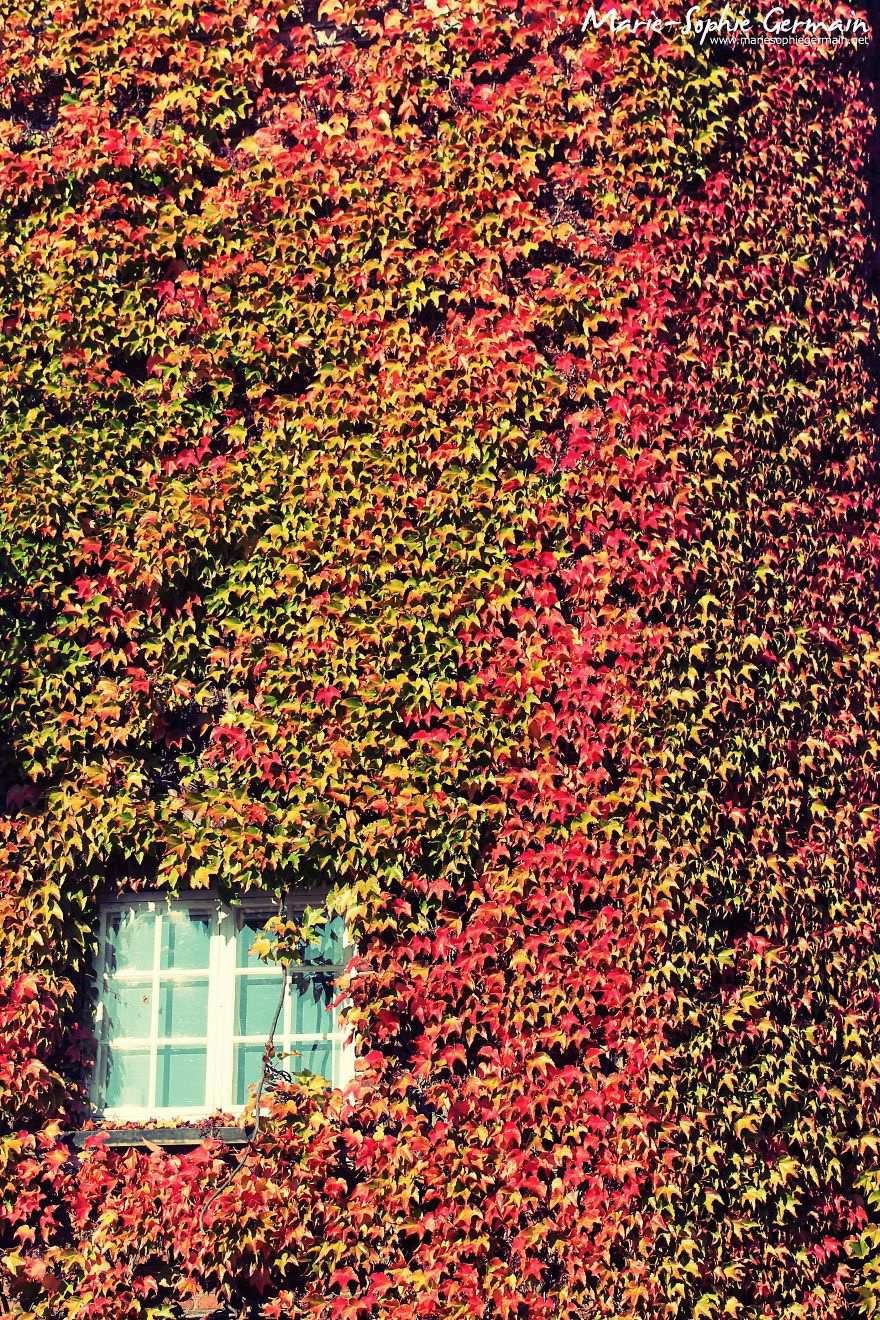 Прекрасная осень в этом году на снимках жительницы Дании