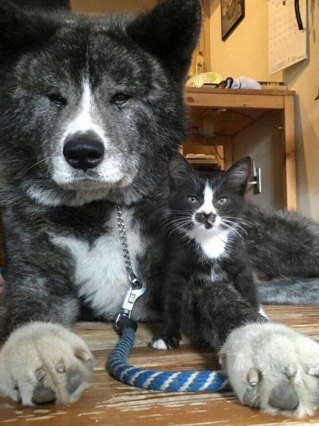 Как кошка с собакой