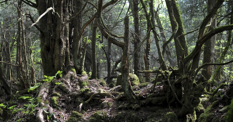 Волшебный лес Пазлвуд в Великобритании, которым вдохновлялся Толкиен
